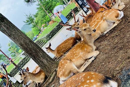 Nara: Essential Private Tour with Deer Park and Temples
