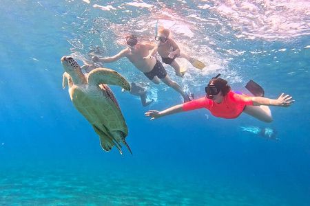 Abu Dabbab Turtle Watching & Snorkeling Adventure from Hurghada