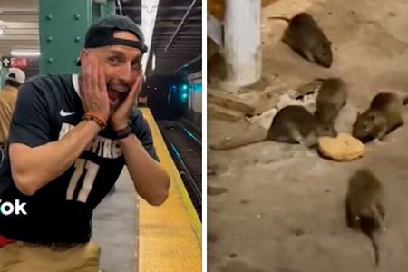 Late Night Rat Tours