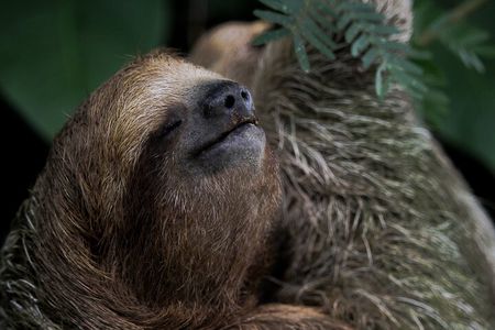 Arenal’s Best Sloth Tour: A Unique Wildlife Experience