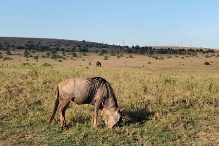 Explore Nairobi National Park with Transportation