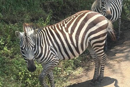 Explore Nairobi National Park with Transportation