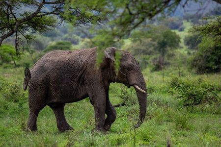 1-Day Safari to Akagera National Park with Big Five Adventure