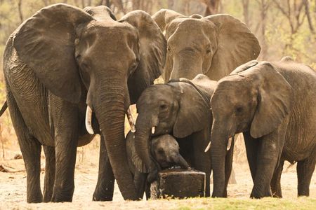 Small Group: Zambezi National Park Guided Game Drive