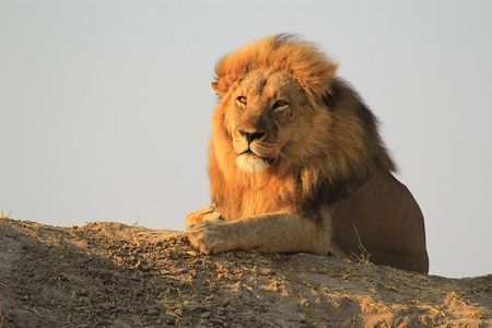 Chobe Extended Day Trip from Victoria Falls - Small Group