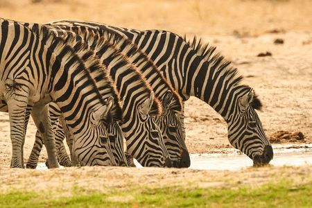5 Day - Quadruple Package Zimbabwe, Zambia, Botswana & Namibia
