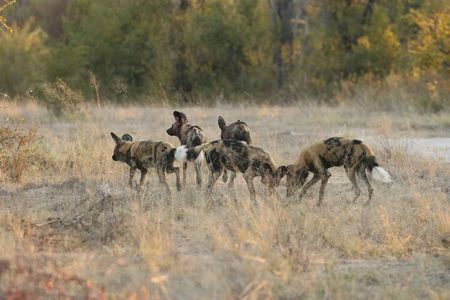 4-Day Discover Victoria Falls, Chobe and Hwange Park