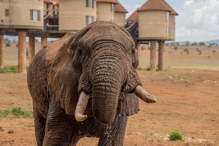 Private overnight To Saltlick Safari Lodge From Mombasa 