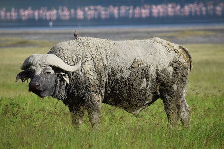 5 Days Mid Range Safari in Tanzania Tarangire and Serengeti 