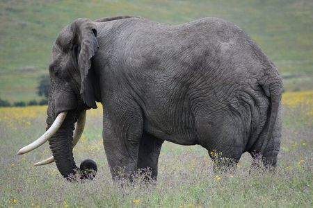 4 Day Camping Safari Adventure in Arusha