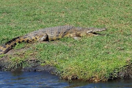 Chobe National Park Day Trip from Livingstone