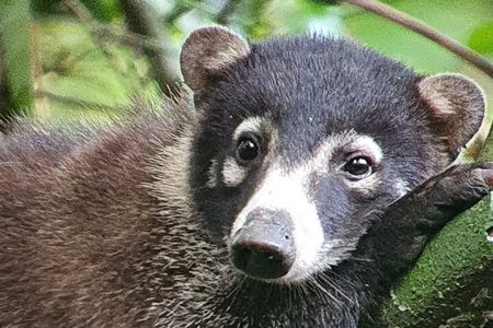 Corcovado National Park 2 Days 1 Night From Puerto Jimenez 