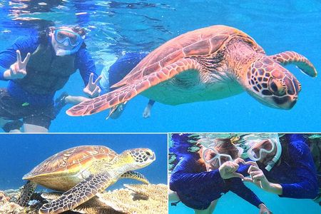 Turtle Snorkeling in Ishigaki - Fluent English! Small Group!