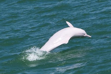 Lantau Group Tour: Dolphin Watching, Fishing Village & Cable Car