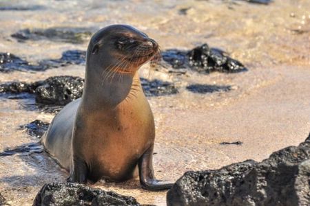 7 Days Tour Galapagos Island Hopping with 3 Islands