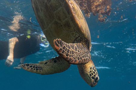 Turtle Quest Swim with Sea Turtles