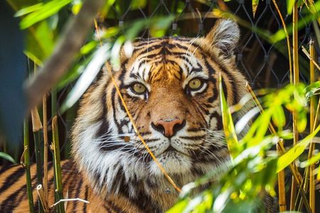 5 Days Golden Triangle Tour with Ranthambore India