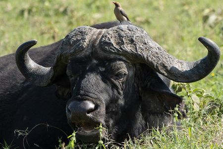 Lake Nakuru National Park Guided Day Tour from Nairobi