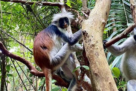 Jozani Forest and Salaam Cave Adventure