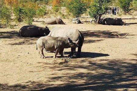Mosi-oa-Tunya National Park Safari Game Drive and Rhino Walk