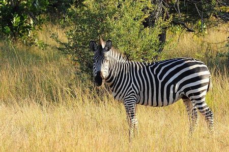 Mosi-oa-Tunya National Park Safari Game Drive and Rhino Walk