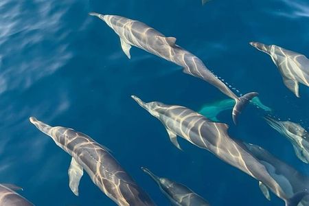 Dolphin Watching Tour & Josani Forest Sea Trip - Zanzibar