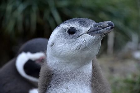Penguin Watching in Isla Martillo from Puerto Almanza