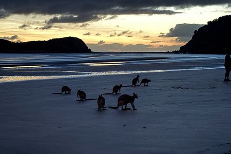 Airlie Beach: Kangaroos on the beach at dawn. 
