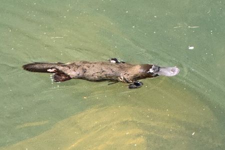 Airlie Beach: Eungella Wild Platypus Encounter Eco Tour