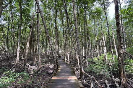 Can Gio Beautiful Nature Mangrove Forest Day Trip