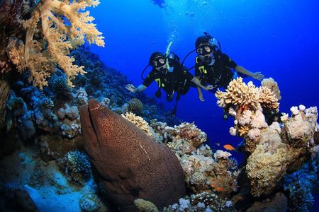 10 Dives by Boat or by Shore