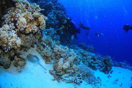 3 Dives by Boat or by Shore