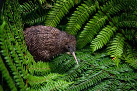 Hobbiton, Waitomo Caves and Kiwi House Day Tour From Auckland