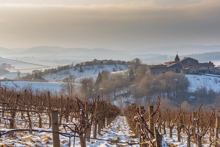 Milan Oltrepo Pavese Vineyards Grape Stomping and Wine Tasting