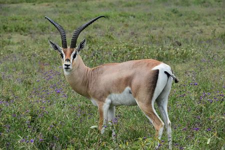 7-Day Camping Safari in Tanzania's Iconic National Parks