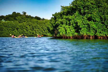 Clear Kayak Tour in Mangrove Antigua