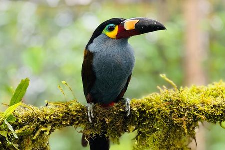 Mindo Cloud Forest Guided Private Tour 