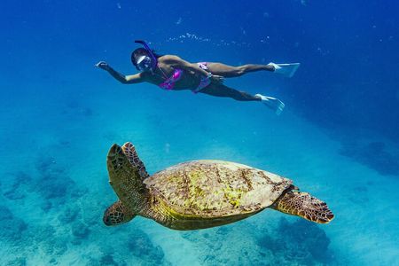 Snorkeling with Sea Turtles in Waikiki Hawaii Boat Tour