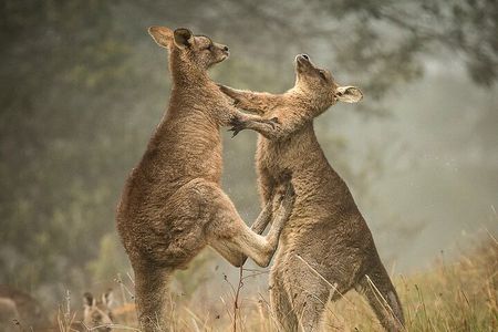 Great Ocean Road 12 Apostles Tour - Less crowd more highlights 