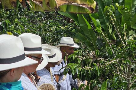 Cocora Valley Tour - Coffee Estate Tour - Salento Tour