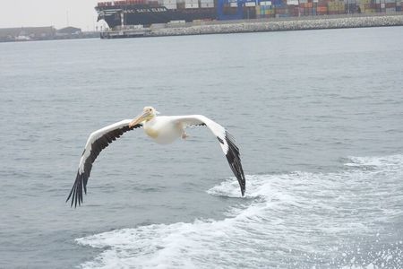 Marine Dune Day: Catamaran Cruise and Sandwich Harbor Dune Drive
