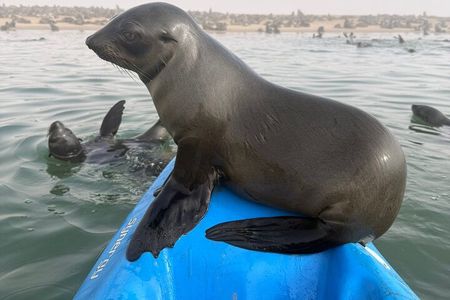 Seal Kayaking at Pelican Point from Swakopmund