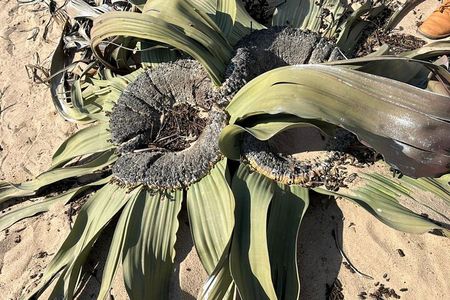 Wonderful Welwitschia Goanikontes Moonlandscape Tour