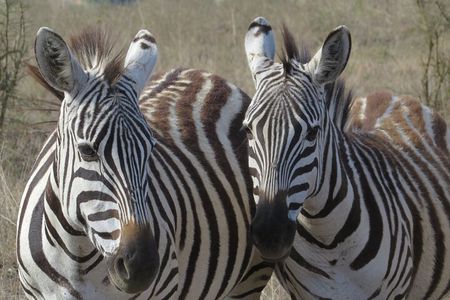 Maasai Market Nairobi 4WD Tour Experience