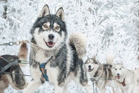 Experience Husky Safari from Rovaniemi 