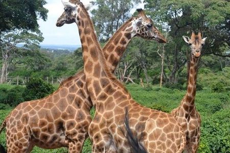 Giraffe Center Karen Blixen and Kobe Beads Day Tour