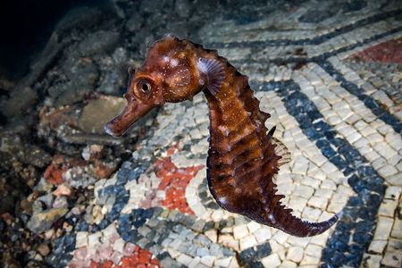 Double Dive Tour in Baia Submerged Park for Certified Divers