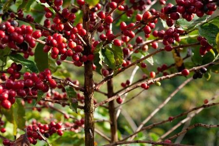Half-Day Fairview Estate Coffee Farm & Coffee Tasting Tour