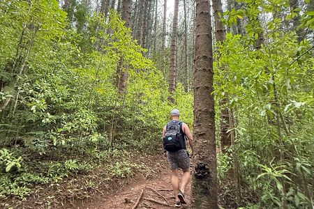 Beginner Forest Hike to a Refreshing Hawaiian Stream
