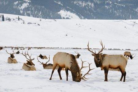 4 Hour Wildlife Safari in Grand Teton National Park